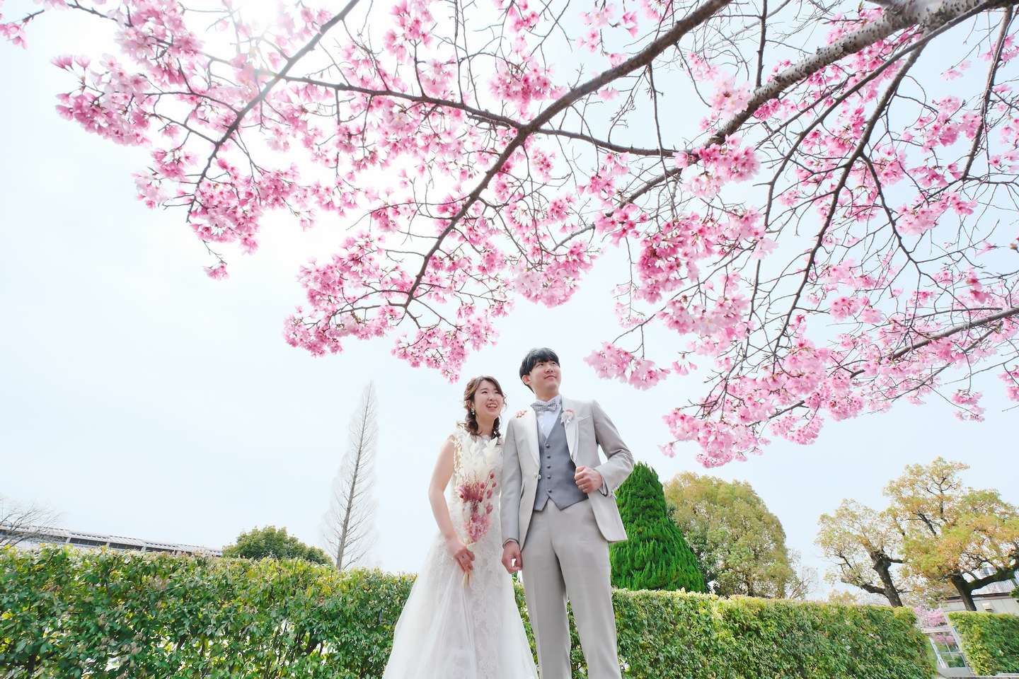 桜と菜の花でのウエディングフォトは天気と開花でドキドキ | 記念写真